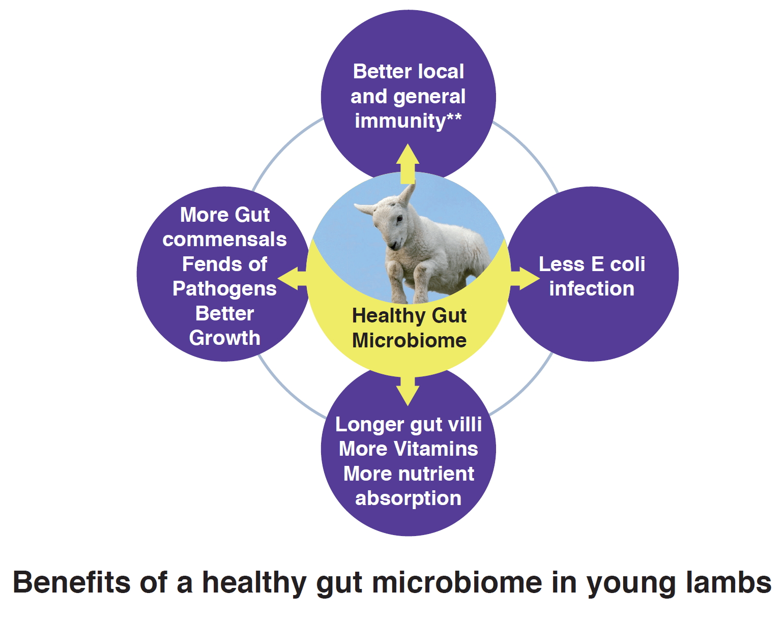 Lamb Gut Microbiome